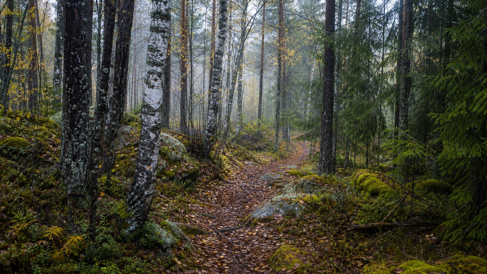 Natur – nordisk skog
